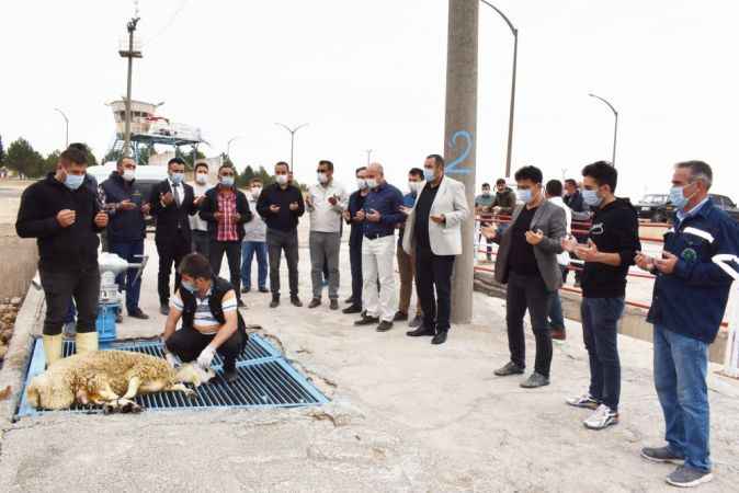 Pancarın ‘Şeker’e giden yolculuğu başladı : Hem tatlı hem zahmetli
