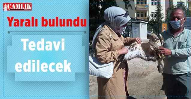 Yaralı şahine şefkat eli