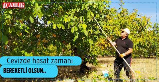 Yozgat’ta ceviz hasadı başladı