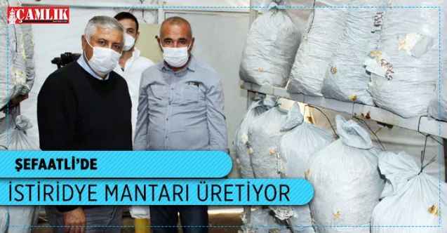 Şefaatli'de Emekli Vatandaş İstiridye Mantarı Üretiyor