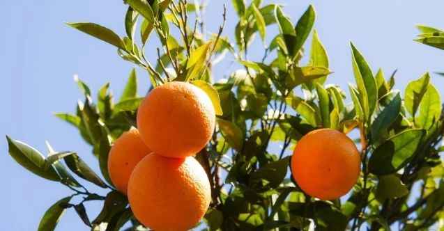 Köyceğiz Belediyesi 120 ton narenciyeyi ihale ile satışa sundu