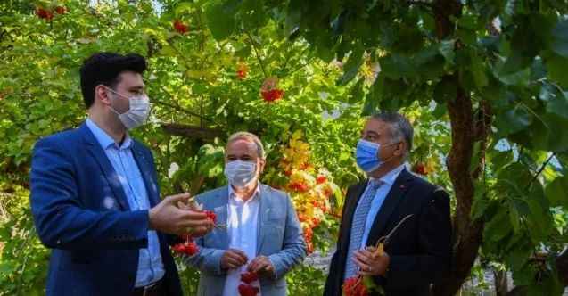 Coğrafi İşaretli, Böbrek Dostu Gilaburunun Hasadı Yapıldı