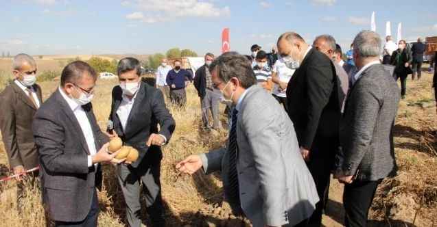 Yozgat’ta yerli patates hasadı yapıldı