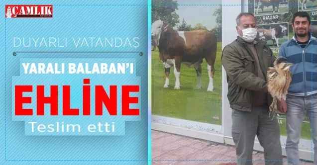 Yaralı Balaban tedavi altına alındı