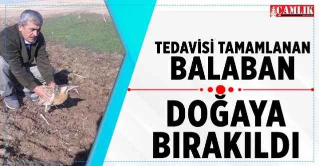 Tedavisi tamamlanan Balaban doğaya bırakıldı