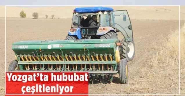 Yozgat’ta hububat çeşitleniyor