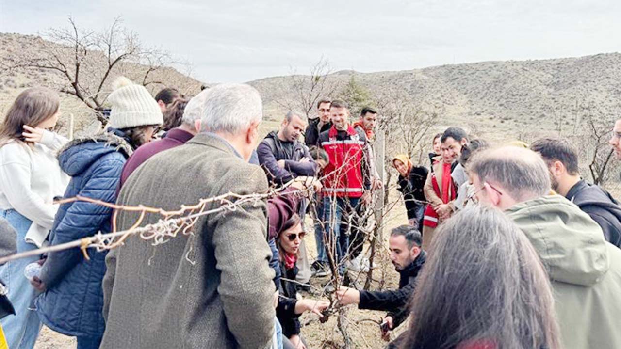 Bağcılık (1)