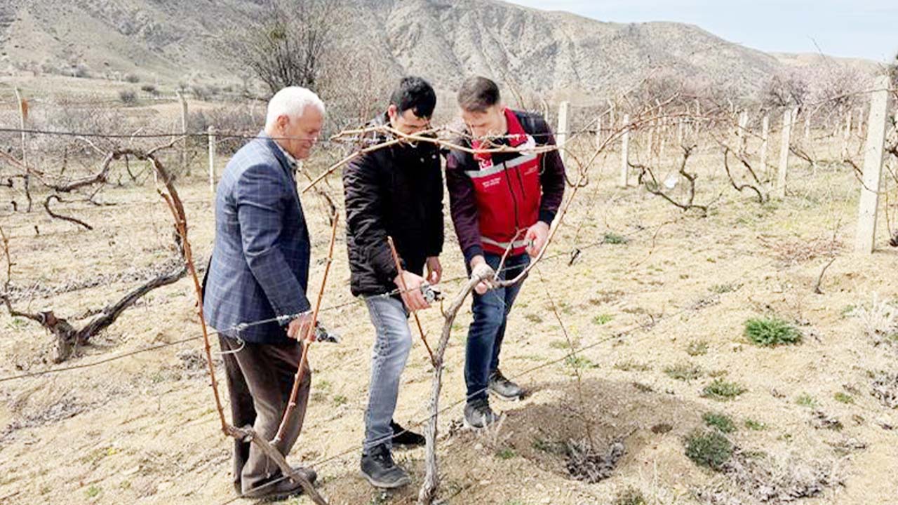 Bağcılık (2)