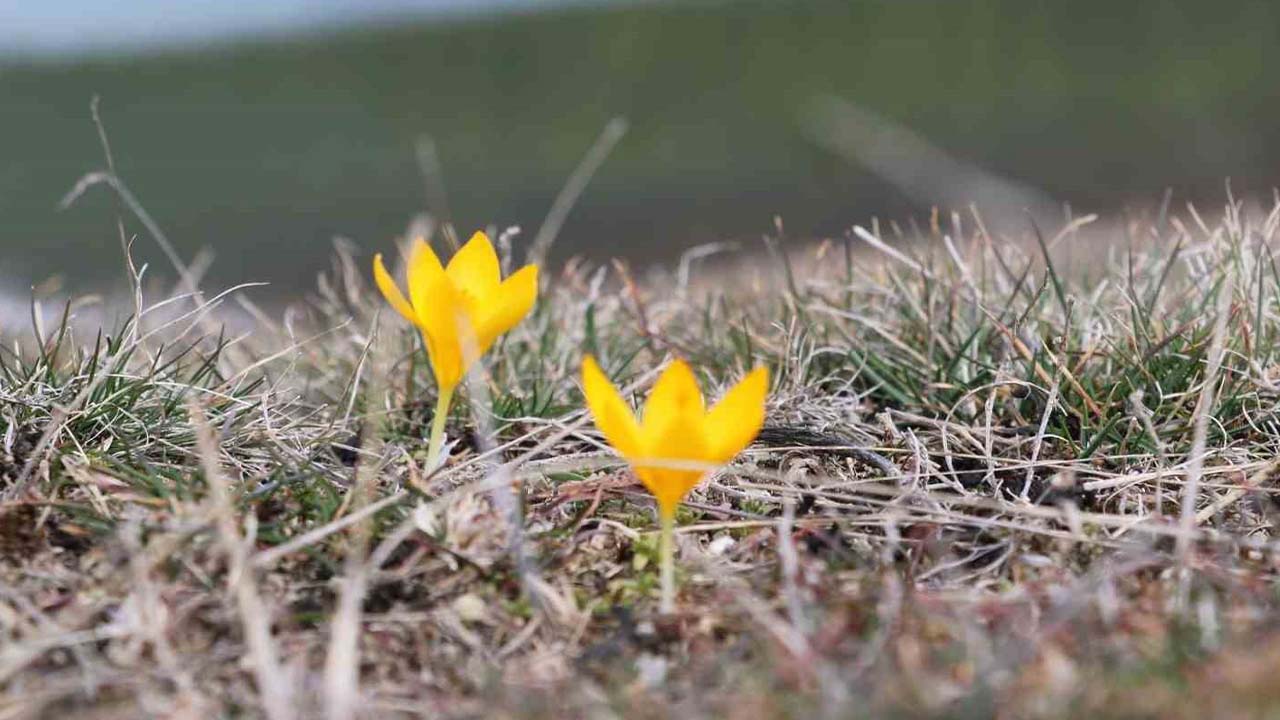 Çiğdem Pilavı (1)