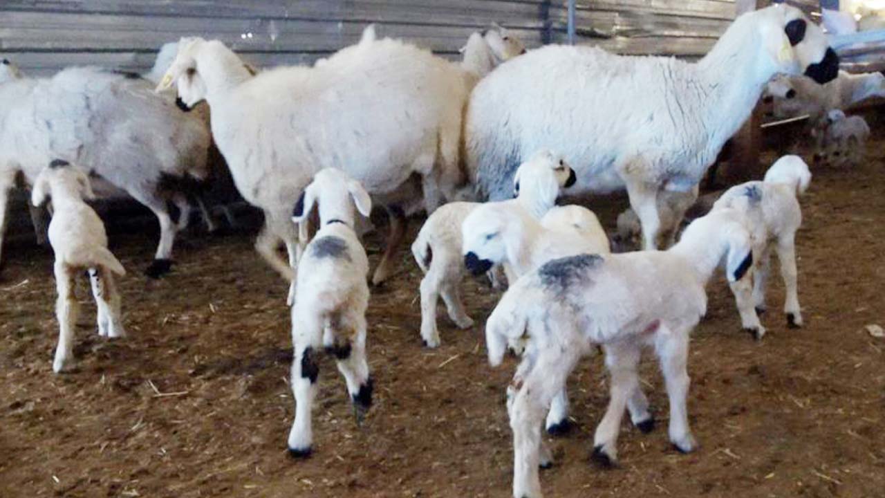 Kuzu Yozgat (2)