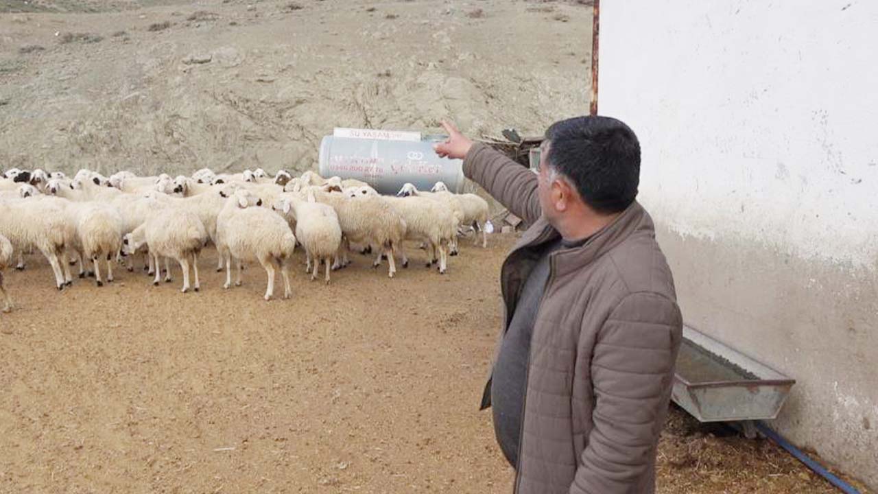 Kuzu Yozgat (3)