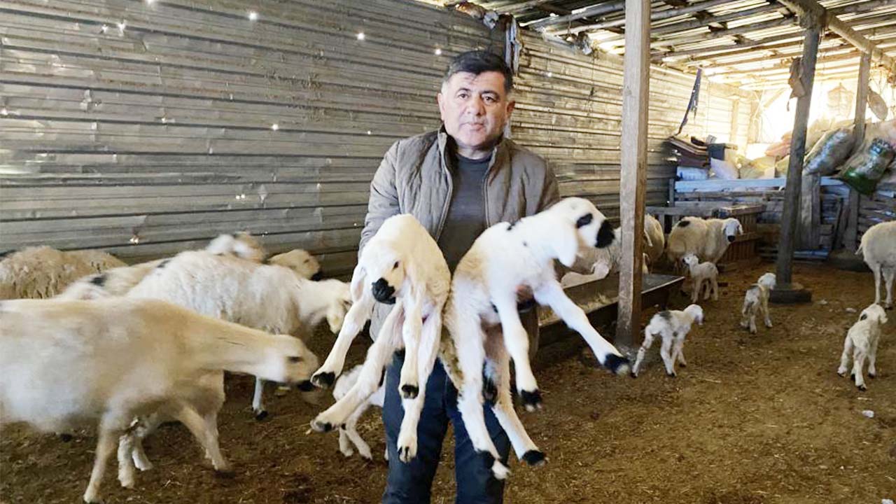 Kuzu Yozgat (5)