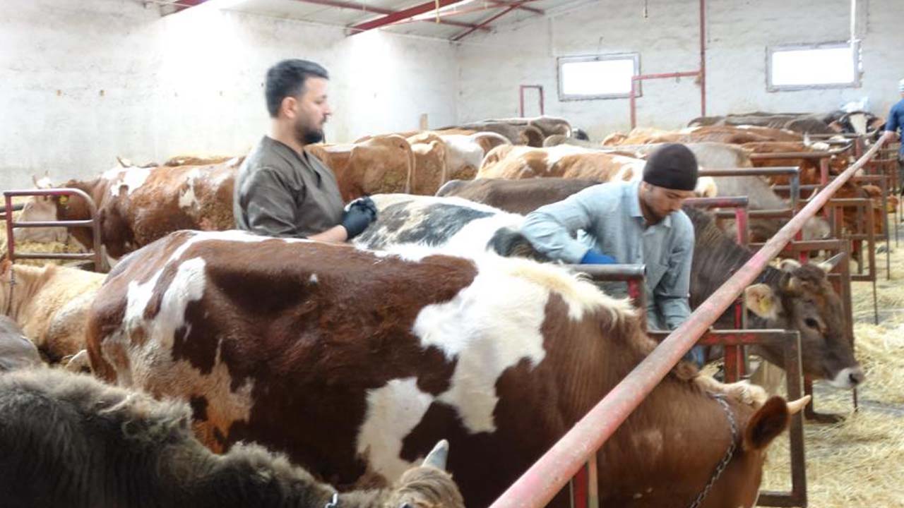 Yozgat Şap Hastalığı (2)