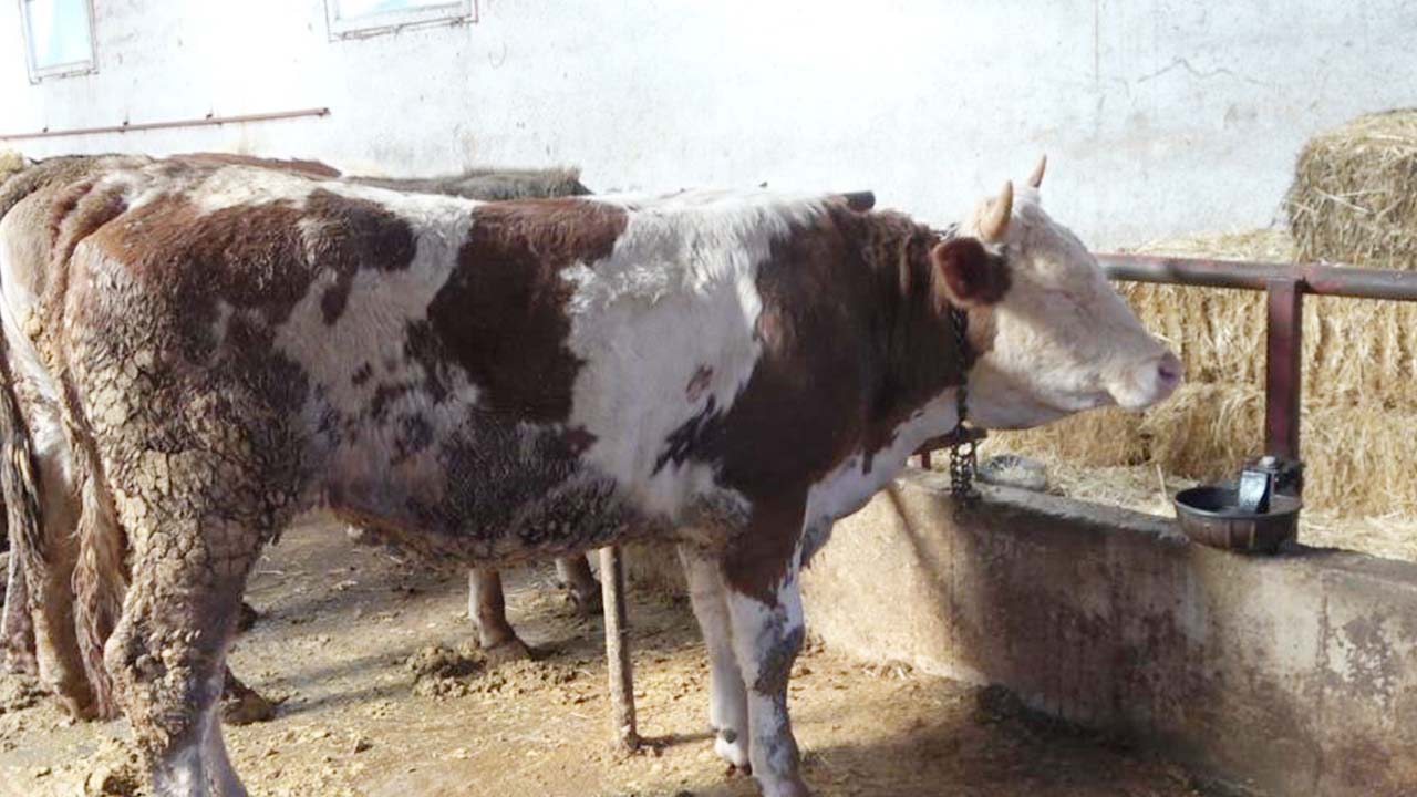 Yozgat Şap Hastalığı (3)