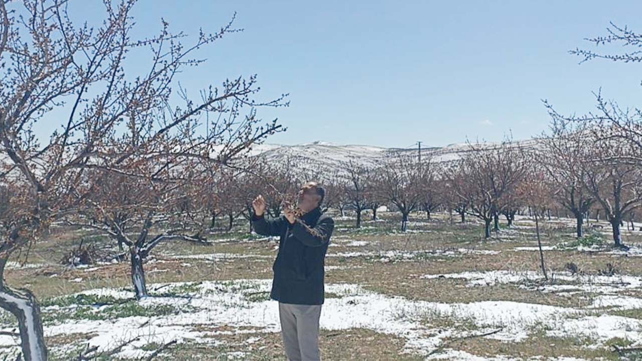 Sivas Don (2)