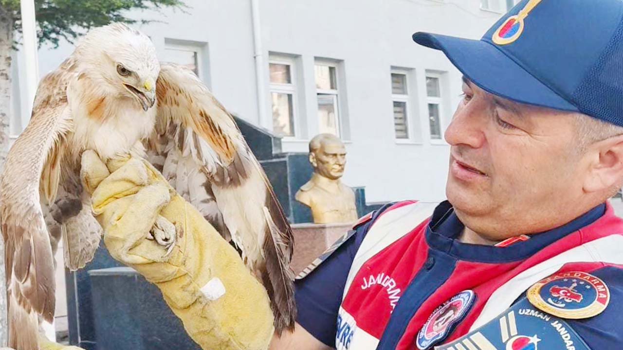 Jadnarma Yaralı Şahin (1)