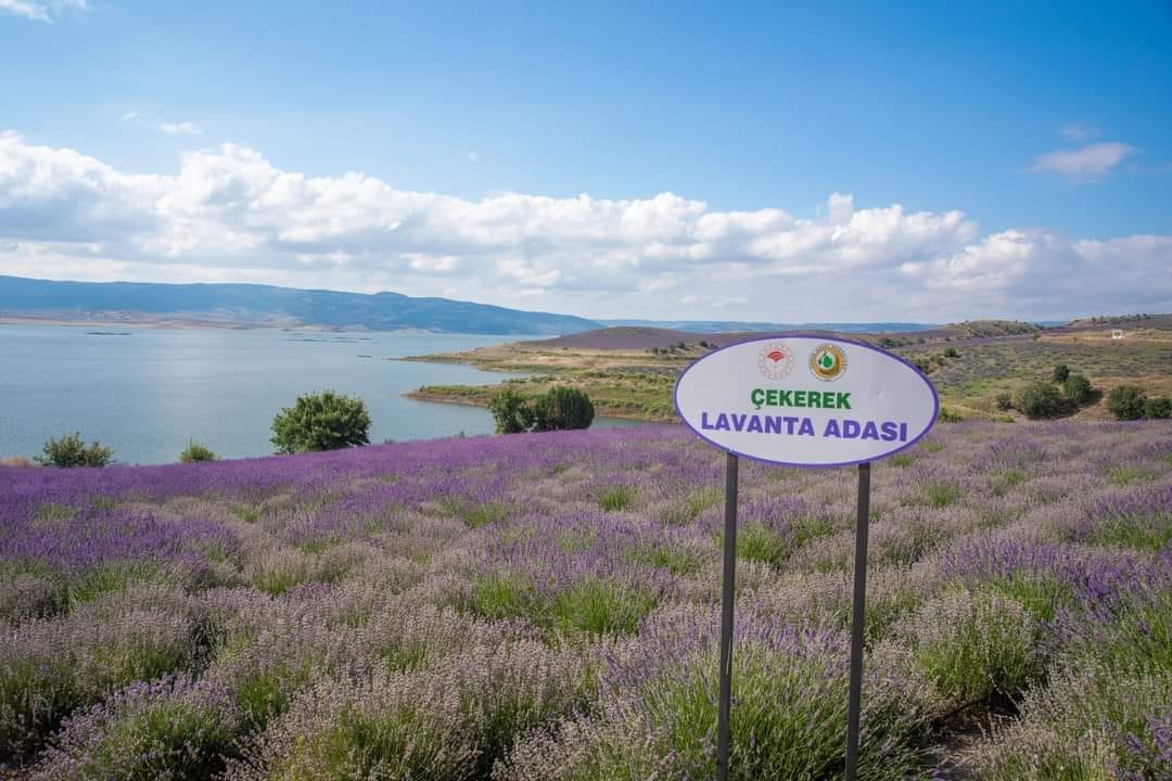 Çekerek Lavanta 3