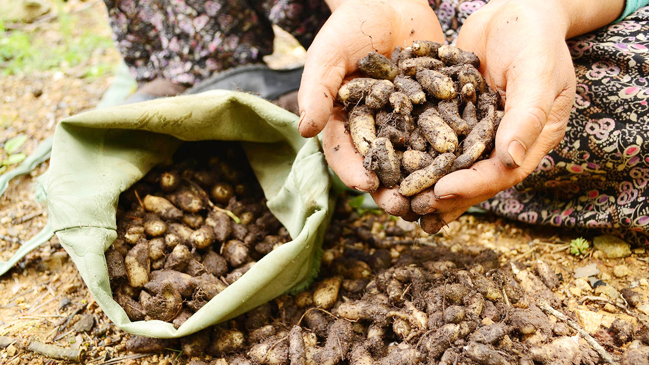 Akdağmadeni Salep Dondurma (4)