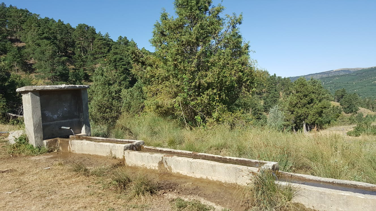 Çat Ormanları 4