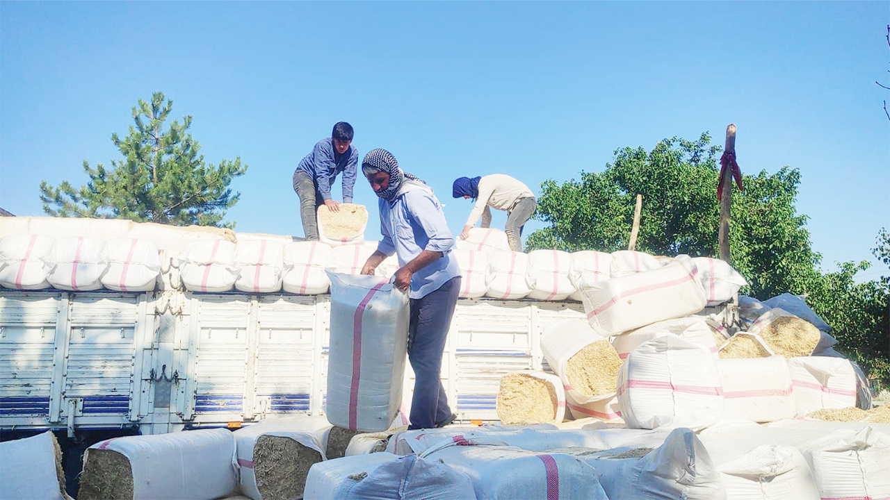 Şanlıurfa Suruç Saman Çekerek (7)