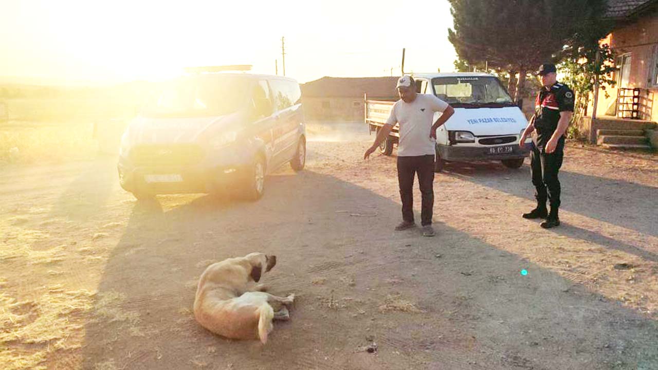 Yenipazar Köpek (1)