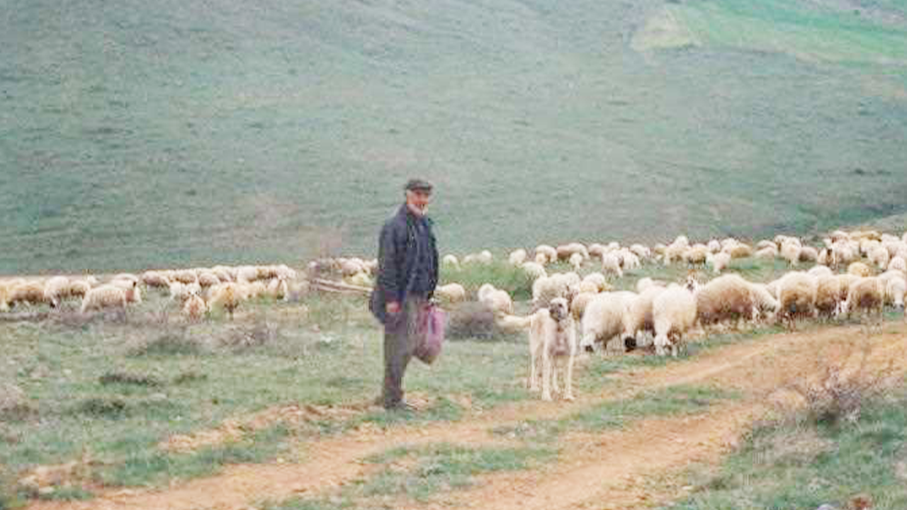 Yozgat Yayla (5)