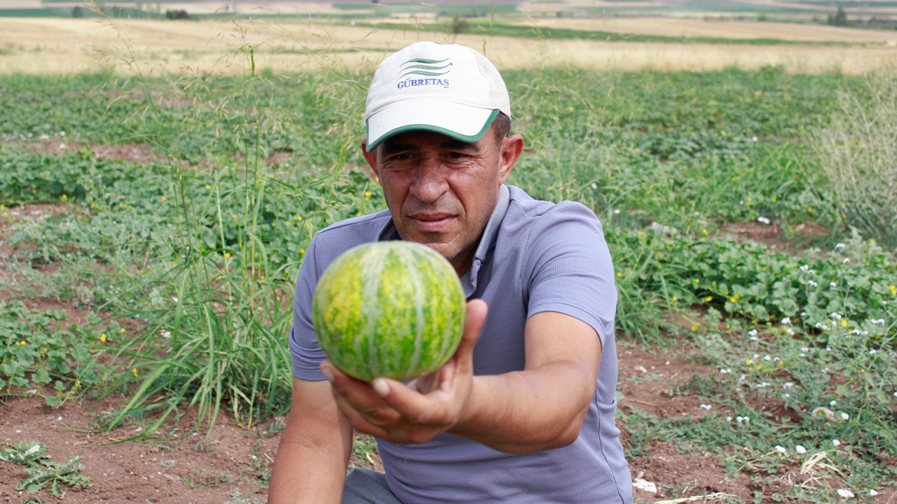 Bağribütün (2)