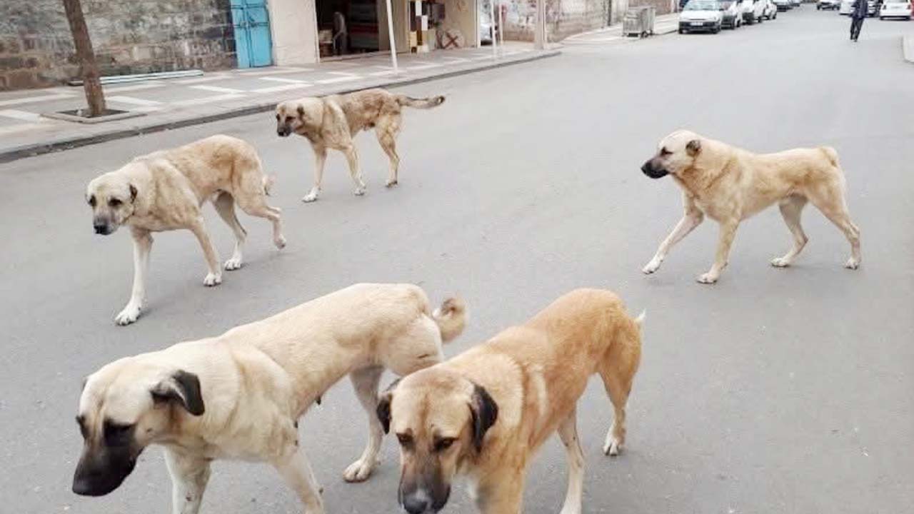 Köpek Sahipsiz