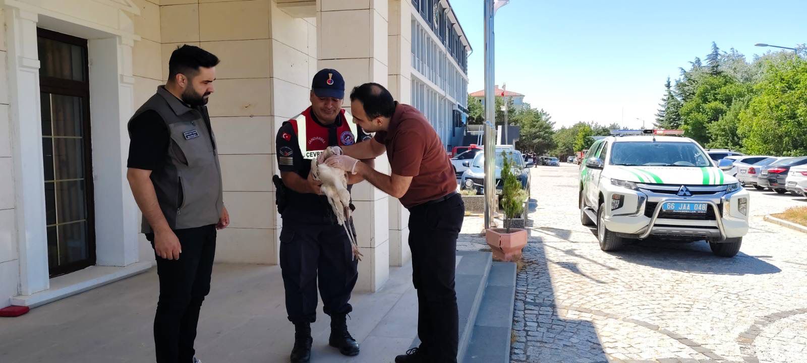 Leylek (1)