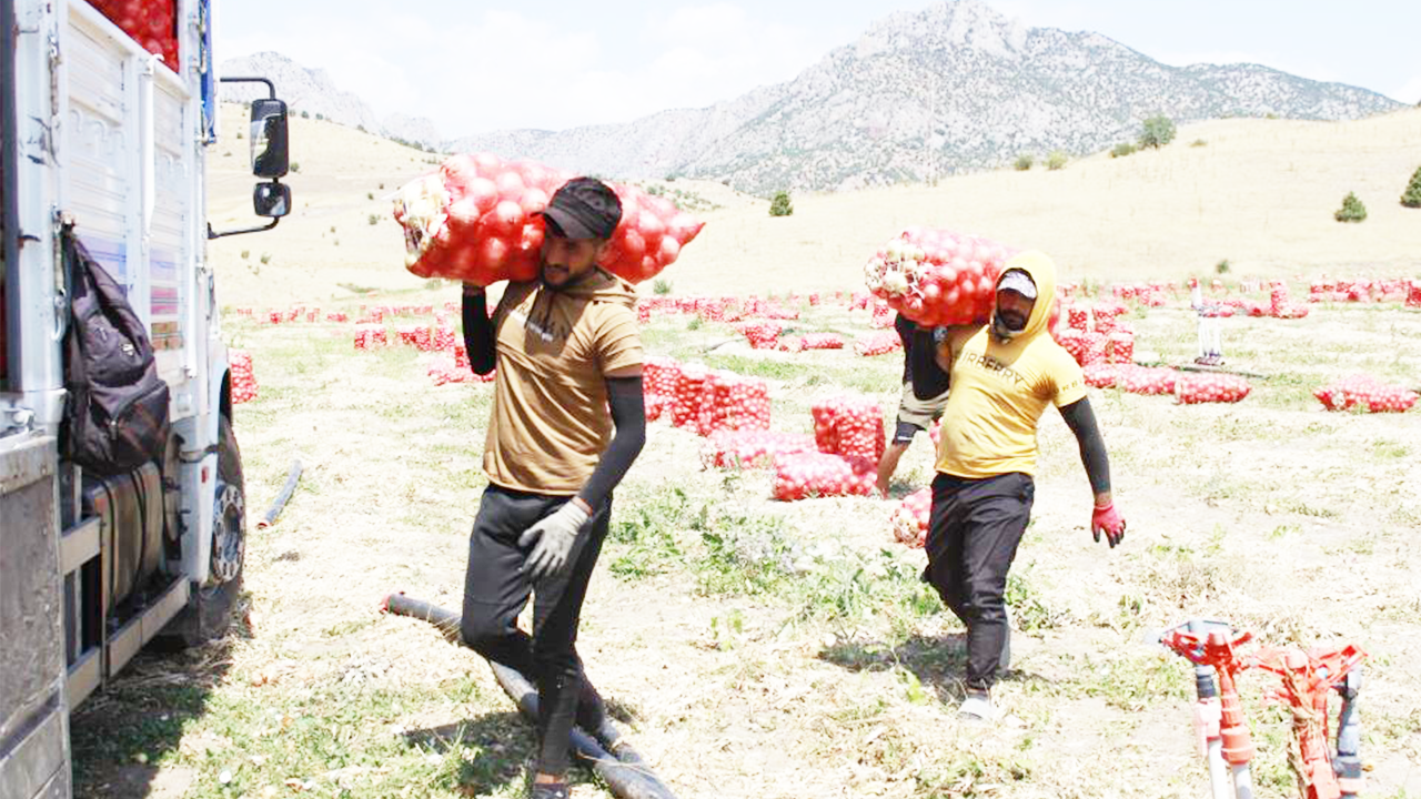 Soğan Hasadı (2)