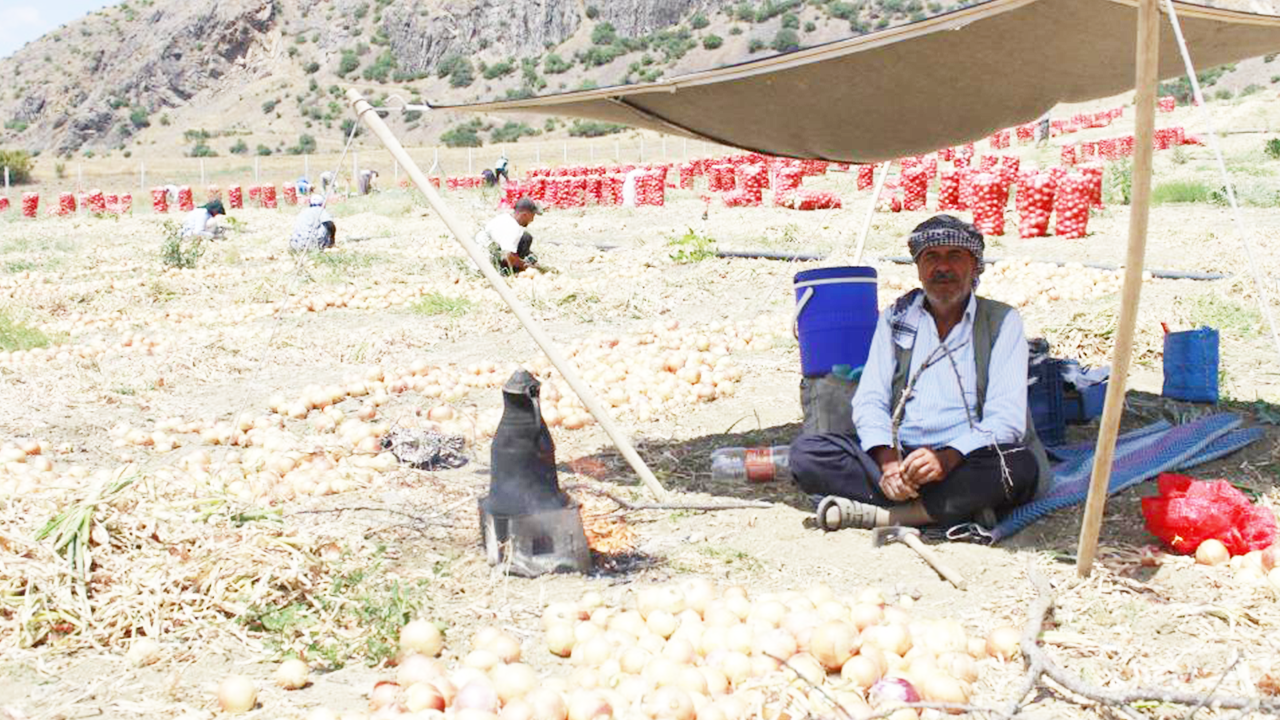 Soğan Hasadı (3)