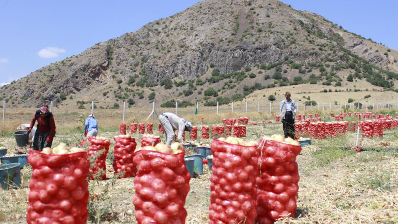 Soğan Hasadı (5)