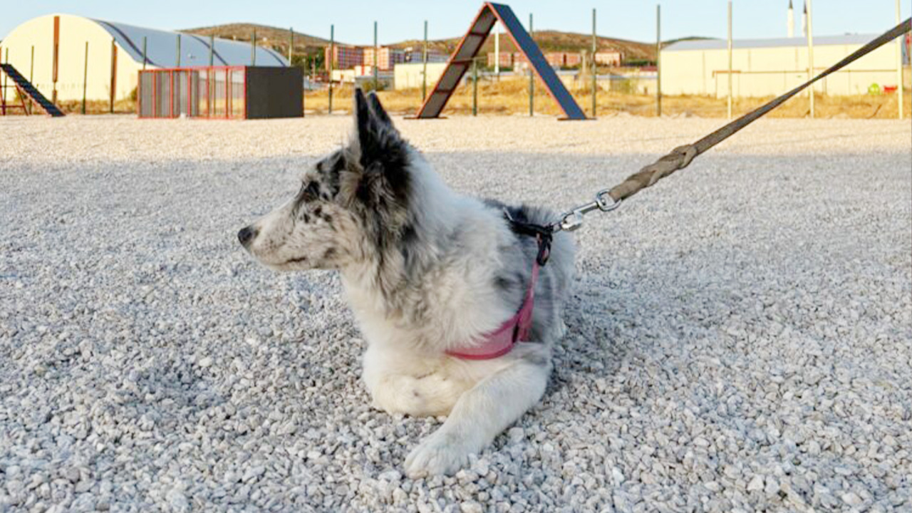 Köpek1
