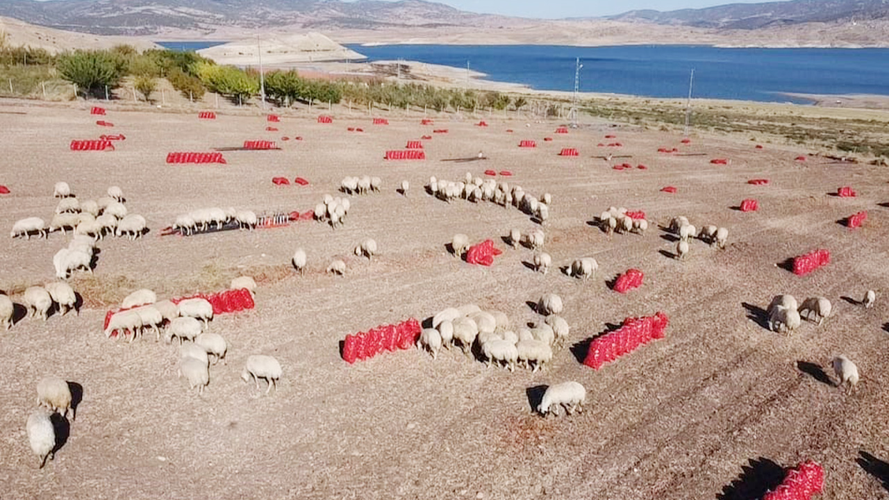 Soğan