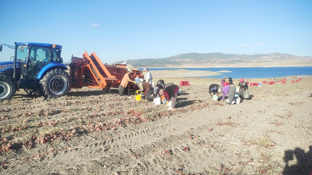 Soğan5