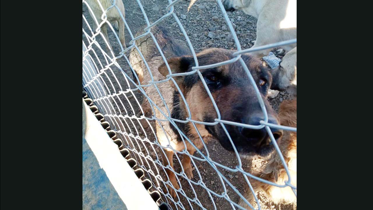 Yerköy Köpek