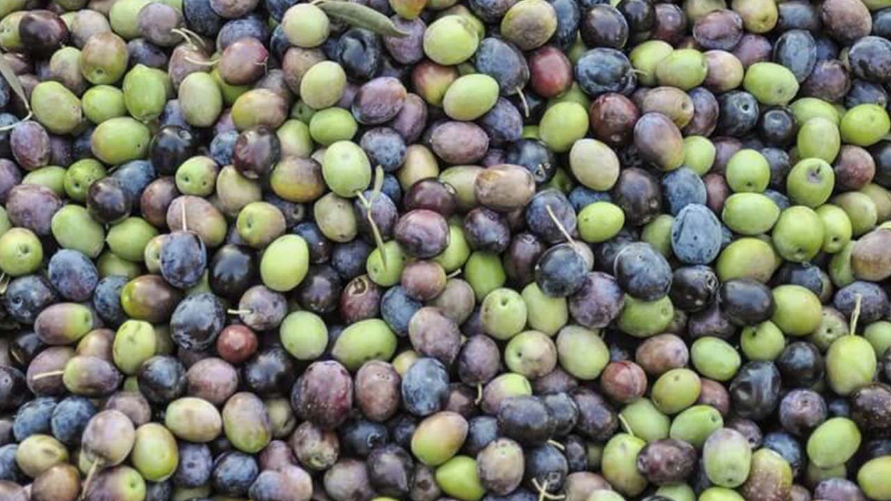 Zeytin Peynir (3)