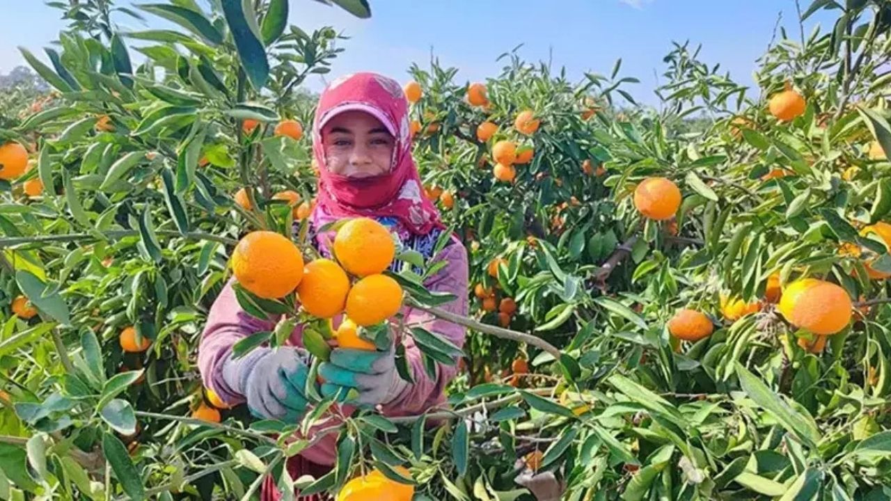 Adana’da Mandalina Dalında Kaldı (2)