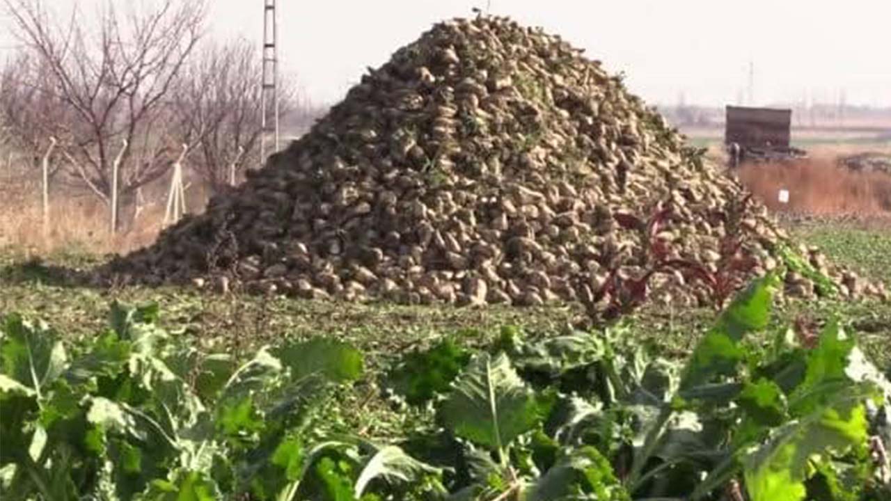 Pancar Tonaj (3)