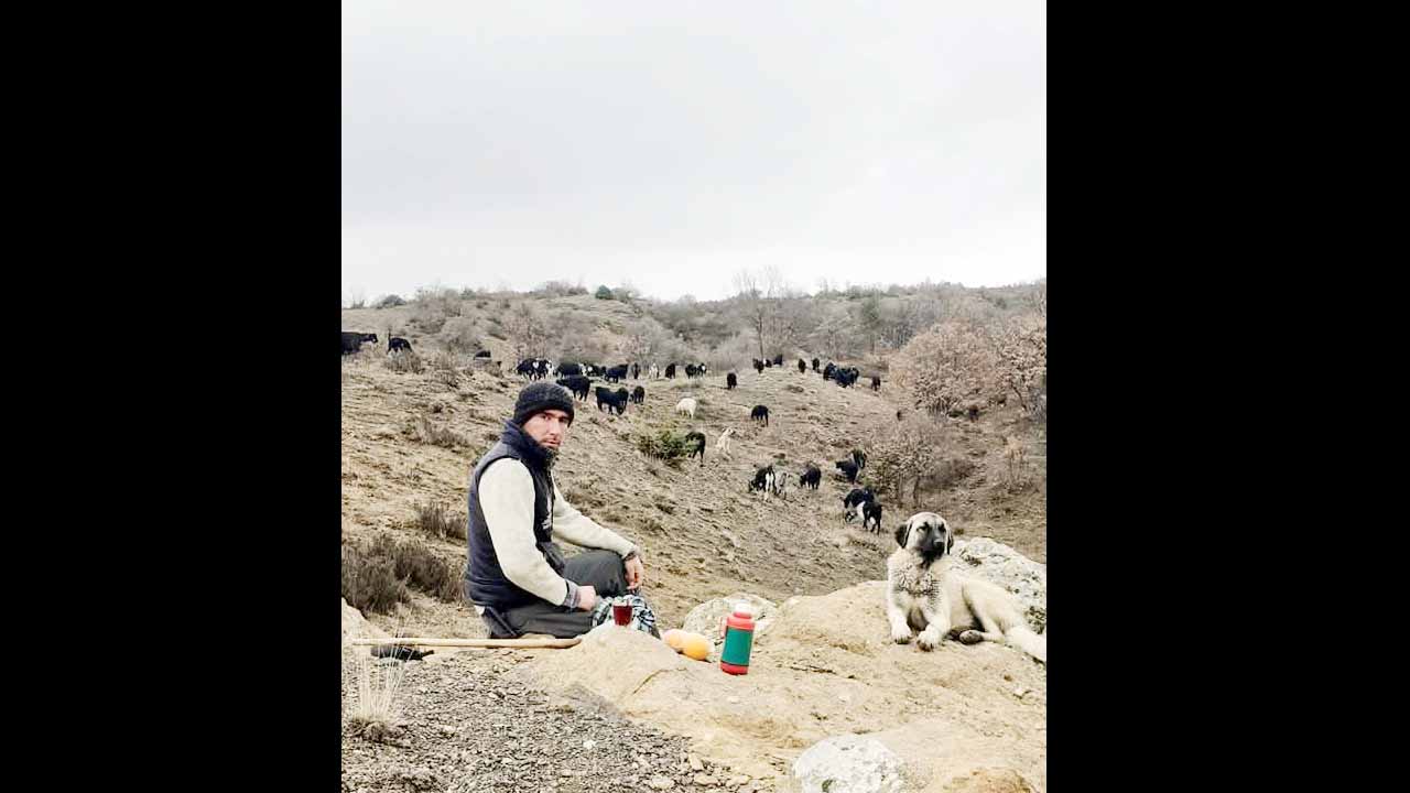 Akdağmadeni Köpek Öldürüldü 3