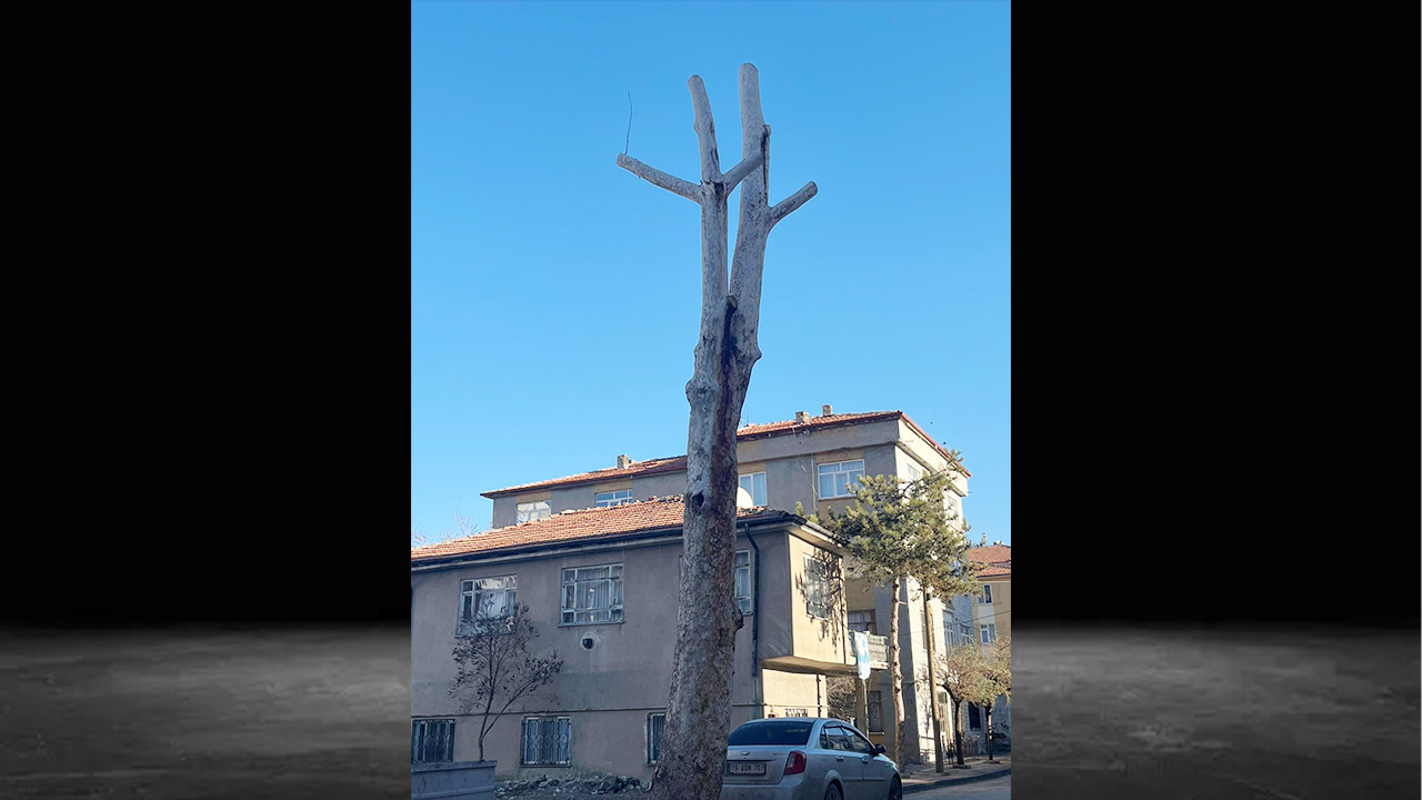 Çınar