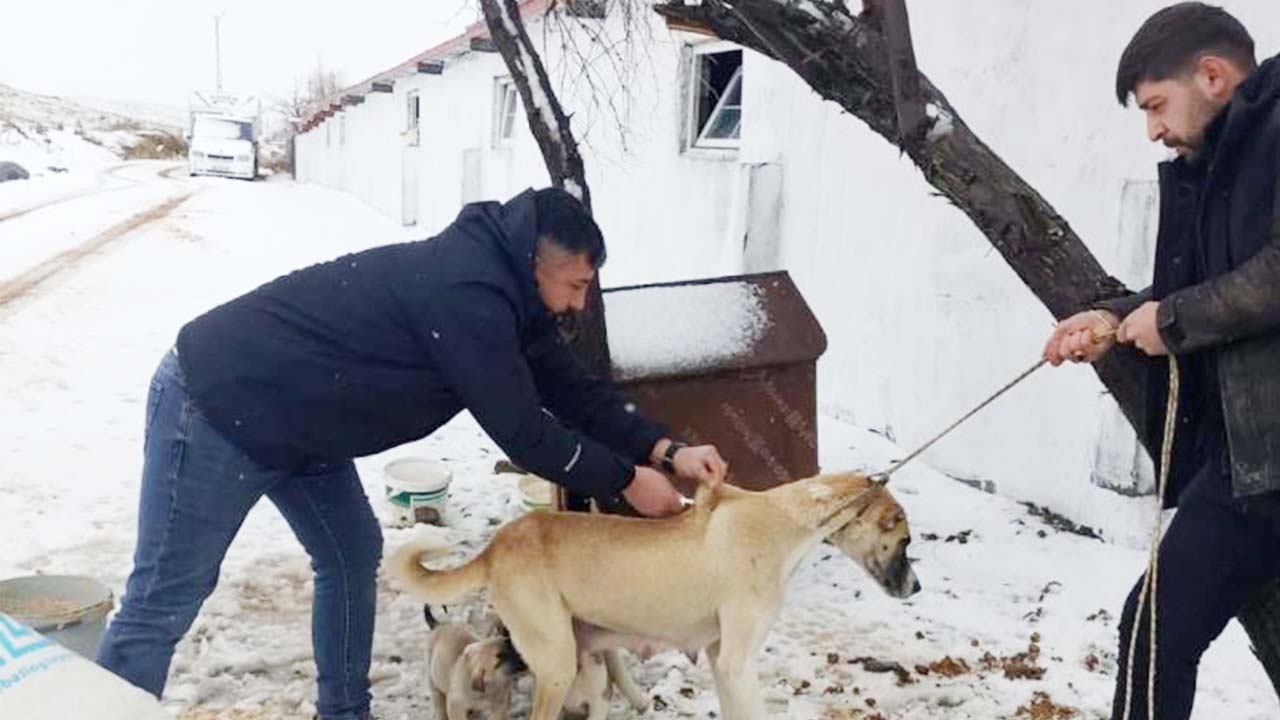 Iha Mikroçip (2)