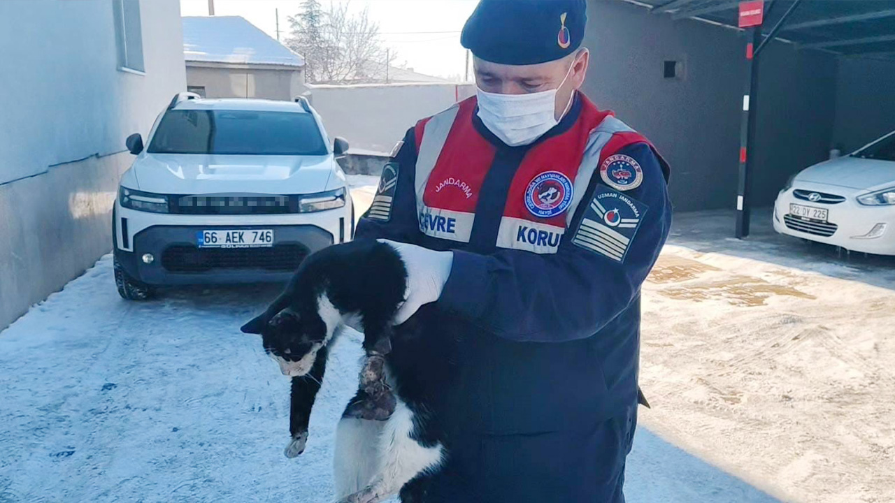Kedi2