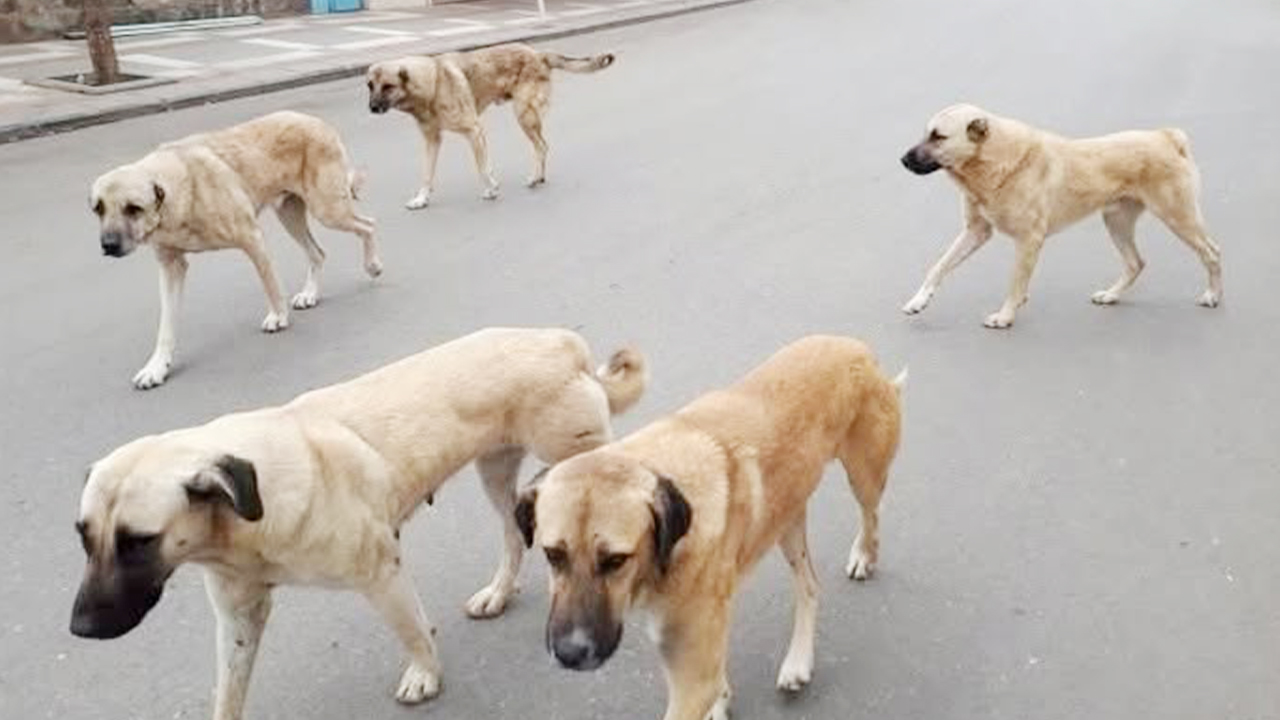 Köpekler