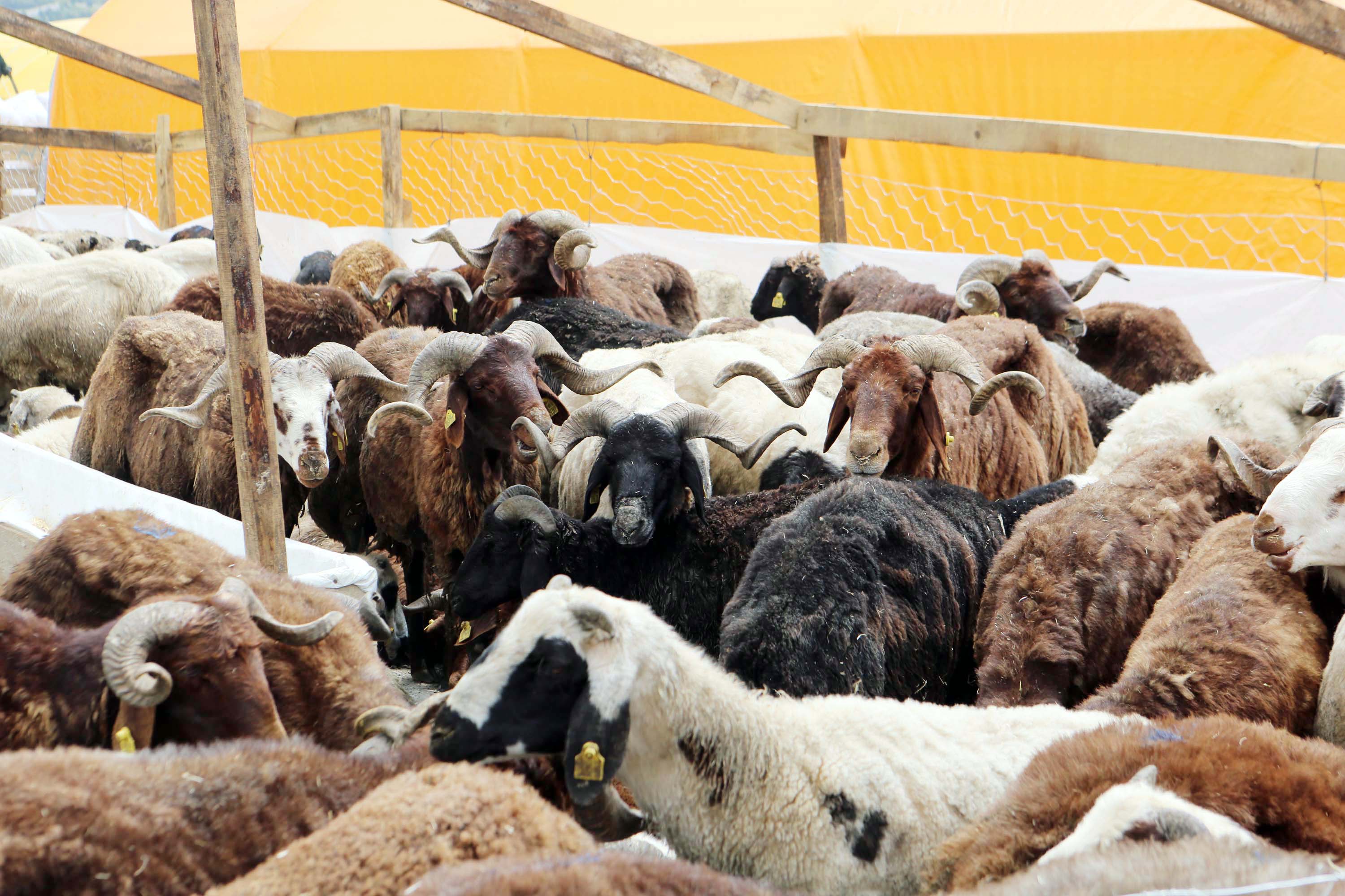 Yakacık Kurban Yeri (3)
