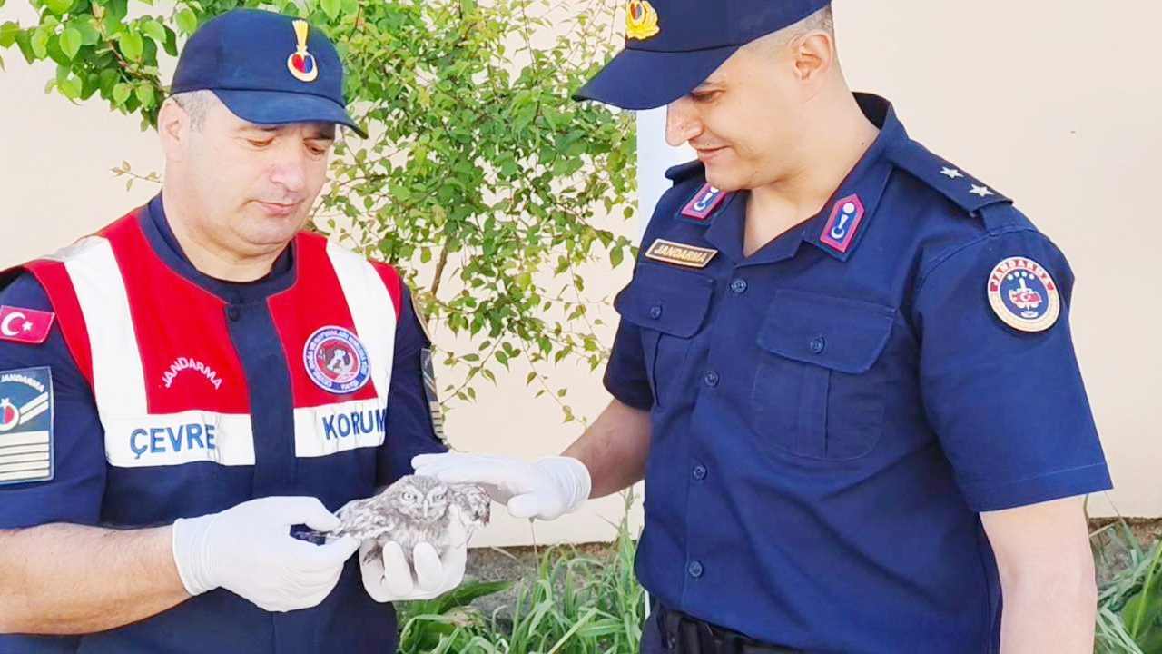 Yozgat’ta Cezaevi Çatısından Düşen Yavru Baykuşa Jandarma Şefkati (2)