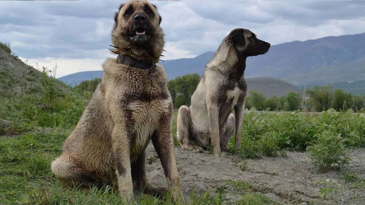kangal1