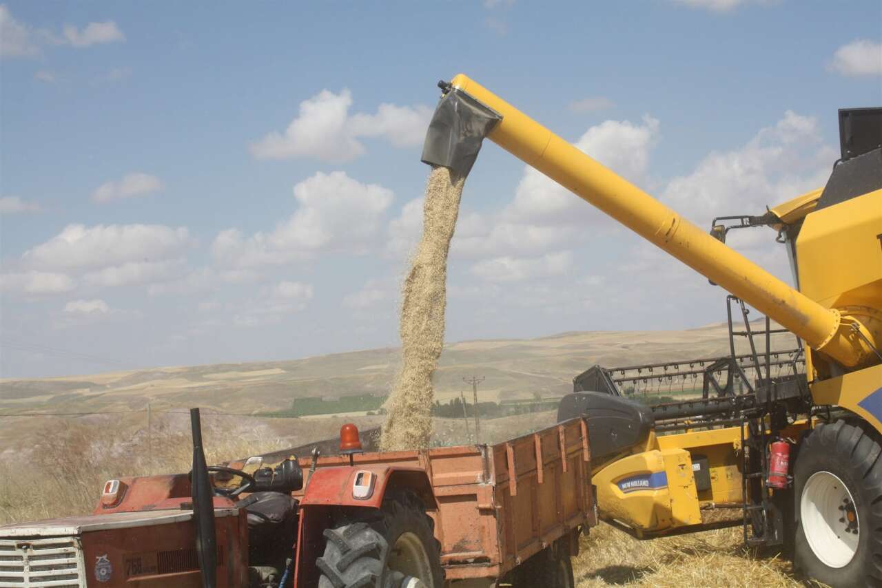 arpa-hasadi