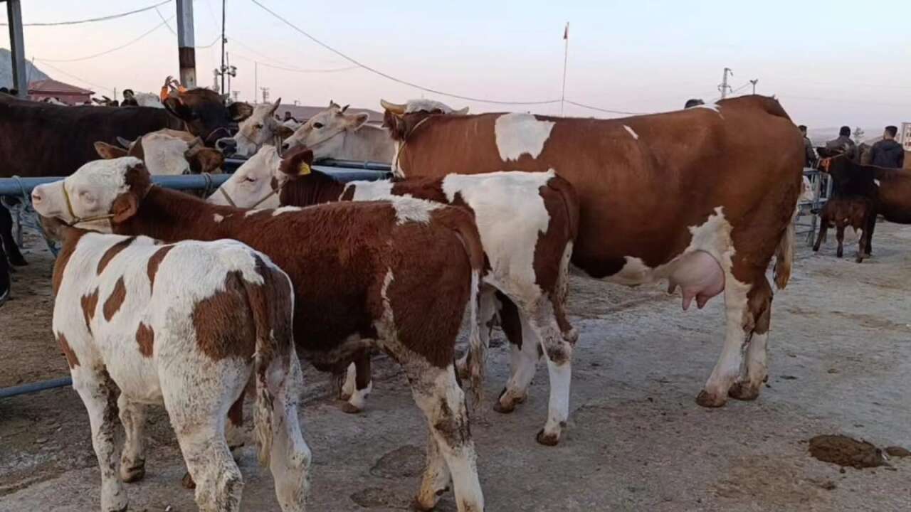 757994090-1619122809641866-2101292291595705099-n